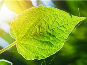 Phát hiện cơ chế quang hợp giúp đáp ứng nhu cầu lương thực thế giới
