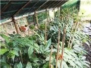 Trồng thành công sâm Ngọc Linh tại Lâm Đồng