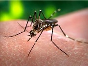 Australia phát triển công cụ dự đoán sự lây lan của sốt xuất huyết