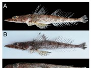 Ghi nhận mới về loài cá Chai Núm nhỏ Thysanophrys papillaris Actynopterygii: Scorpaeniformes: Platycephalidae) phân bố ở vùng biển Tây Thái Bình dương