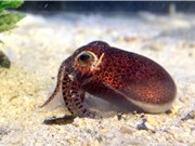 Phát hiện loài mực mới ở Okinawa