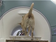Não của loài chó có một vùng nhạy cảm bẩm sinh về số lượng