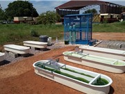 Phát triển tảo euglena để làm nhiên liệu sinh học