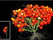 Bụi cà chua chỉnh sửa gene cho canh tác đô thị 