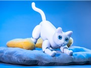 Dự án robot mèo gây sốt trên Kickstarter 