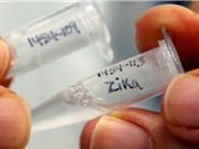 Bước tiến mới trong nghiên cứu vaccine phòng chống virus Zika