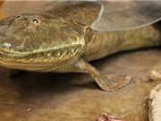 Loài cá cổ đại Tiktaalik roseae đã đi bộ trên mặt đất như thế nào?