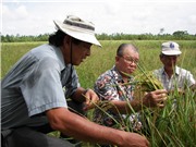 Hành trình đến một giống lúa có gạo ngon thơm