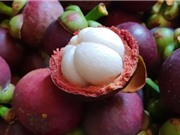 Thông báo: Về việc tuyển chọn tổ chức, cá nhân chủ trì thực hiện đề tài “Xác định nguyên nhân hiện tượng biến dạng quả măng cụt trên địa bàn tỉnh Lâm Đồng và giải pháp khắc phục”