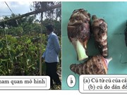Hộị thảo Đánh giá đặc tính sinh trưởng và năng suất của cây khoai môn được trồng từ củ của cây cấy mô và củ do dân để giống tại huyện Chợ Mới, An Giang
