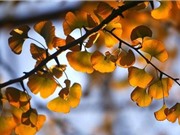 Khám phá bí quyết giúp cây bạch quả sống được hơn 1.000 năm