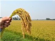 Nghiên cứu chọn tạo giống lúa nếp kháng bệnh bạc lá bằng chỉ thị phân tử cho các tỉnh phía Bắc