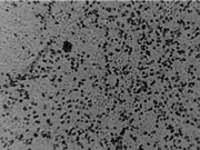 Các nhà khoa học Thụy Sỹ phát hiện sức mạnh chống virus của đường