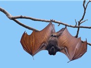 Những lời khuyên nguy hiểm về cách phòng tránh virus corona trên mạng xã hội