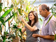 Loại bắp chỉnh sửa gene sinh trưởng tốt trong thời tiết lạnh