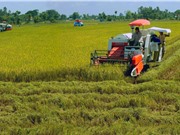 Ứng dụng KH&CN trong cơ giới hóa và chế biến nông nghiệp: Làm sao để đồng bộ?