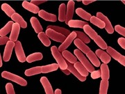 Phân lập thành công lợi khuẩn Bacillus subtilis thuần khiết về mặt sinh học
