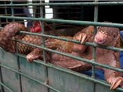 WWF châu Á Thái Bình Dương kêu gọi chấm dứt buôn bán và tiêu thụ động vật hoang dã 