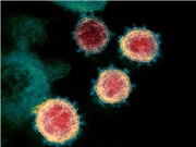 Vì sao virus corona mới dễ lây lan?