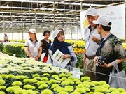 Hệ thống vi thủy canh: Giải bài toán khó về cây cúc