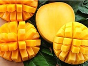 Sản xuất giấm từ phụ phẩm trái xoài