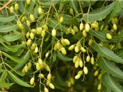 Thuốc bảo vệ thực vật thảo mộc từ hạt sầu đâu