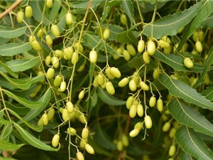 Thuốc bảo vệ thực vật thảo mộc từ hạt sầu đâu
