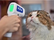 Loài vật nào dễ nhiễm coronavirus nhất?