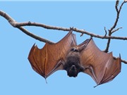 Phát hiện virus corona mới có họ hàng gần với SARS-CoV-2