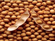 Thức ăn cho tôm dùng khô đậu nành lên men thay thế bột cá đắt tiền 