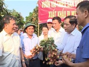 Hải Dương xuất lô vải đầu tiên đi Singapore, Mỹ, Australia năm 2020