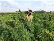 Diêm mạch: Một gợi ý cho bài toán hạn mặn