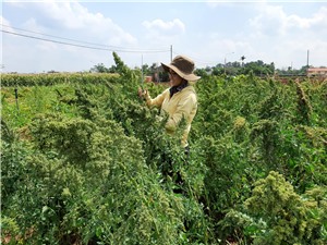 Diêm mạch: Một gợi ý cho bài toán hạn mặn