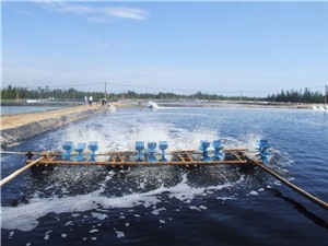 Chế phẩm sinh học xử lý nước bị nhiễm amoni