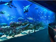Singapore: cường quốc cá cảnh của thế giới 