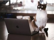 Nhật Bản: Họp từ xa xong sếp vẫn "bắt" online chỉ để ngắm mèo nhà nhân viên