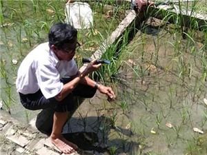 Hoa Sĩ Hiền: Người lai tạo giống lúa chịu mặn 5 phần ngàn