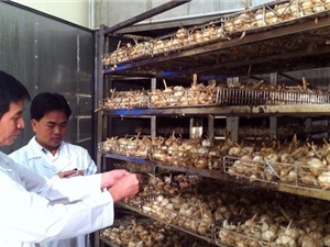 Đánh thức tiềm năng của những loài cỏ cây thông dụng