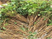 Nước giải khát dinh dưỡng từ phụ phẩm đảng sâm