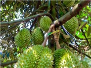 Bảo hộ chỉ dẫn địa lý sầu riêng Cái Mơn
