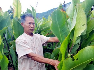 Viện Nghiên cứu và Phát triển Vùng chuyển giao công nghệ sản xuất phân bón hữu cơ từ bã thải dong riềng 