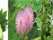 Sản xuất viên nang hỗ trợ hạ đường huyết từ cao trái mướp đắng, cây râu mèo và cây xấu hổ