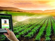 Nông nghiệp công nghệ cao hay nông nghiệp sinh thái?