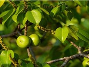 Manchineel: Loài cây nguy hiểm nhất thế giới