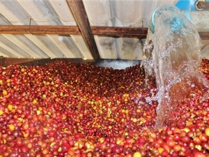 Phương pháp sinh học xử lý quả cà phê tươi: Tiết kiệm 5-10 lần thời gian, chi phí