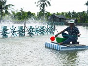 Góp phần phát triển sản xuất bền vững của Cà Mau bằng kỹ thuật hạt nhân