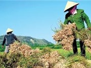 Tỏi Lý Sơn được cấp chứng nhận bảo hộ chỉ dẫn địa lý