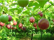 Sẽ xây dựng đề án phát triển chanh leo và xây dựng bộ tiêu chuẩn VN về giống chanh leo