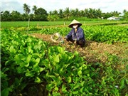 VietGap không hiệu quả: Đâu là căn nguyên?