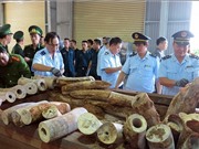 Gia tăng buôn lậu ngà voi trên các mạng xã hội tại Việt Nam, Indonesia và Thái Lan